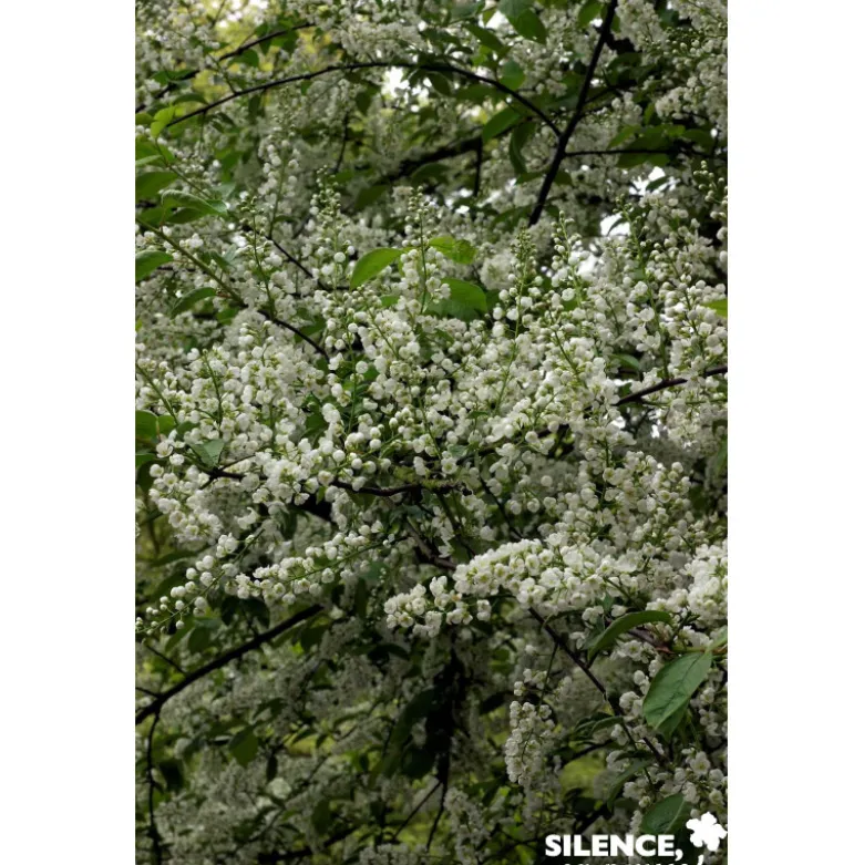 PRUNUS padus Le Thoureil BALIV C15L - SILENCE ÇA POUSSE