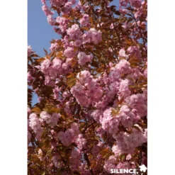 PRUNUS serrulata Kanzan TFE C4.5L - SILENCE ÇA POUSSE