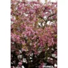 PRUNUS serrulata Kiku Shidare Zakura BALIV C15L - SILENCE ÇA POUSSE