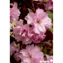 PRUNUS serrulata Royal Burgundy TFE C10L - SILENCE ÇA POUSSE