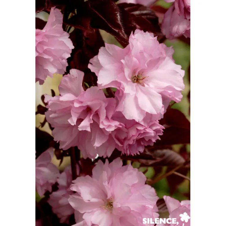 PRUNUS serrulata Royal Burgundy TFE C10L - SILENCE ÇA POUSSE