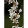 PRUNUS snow Fountain TG H110 C10L - SILENCE ÇA POUSSE