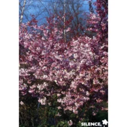 PRUNUS subhirtella Autumnalis Rosea TFE C10L - SILENCE ÇA POUSSE