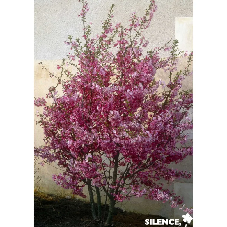 PRUNUS subhirtella Fukubana TFE C4.5L - SILENCE ÇA POUSSE