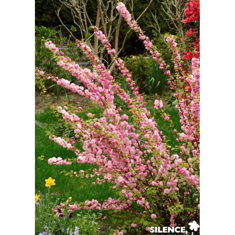 PRUNUS triloba Vt TFE C4.5L - SILENCE ÇA POUSSE
