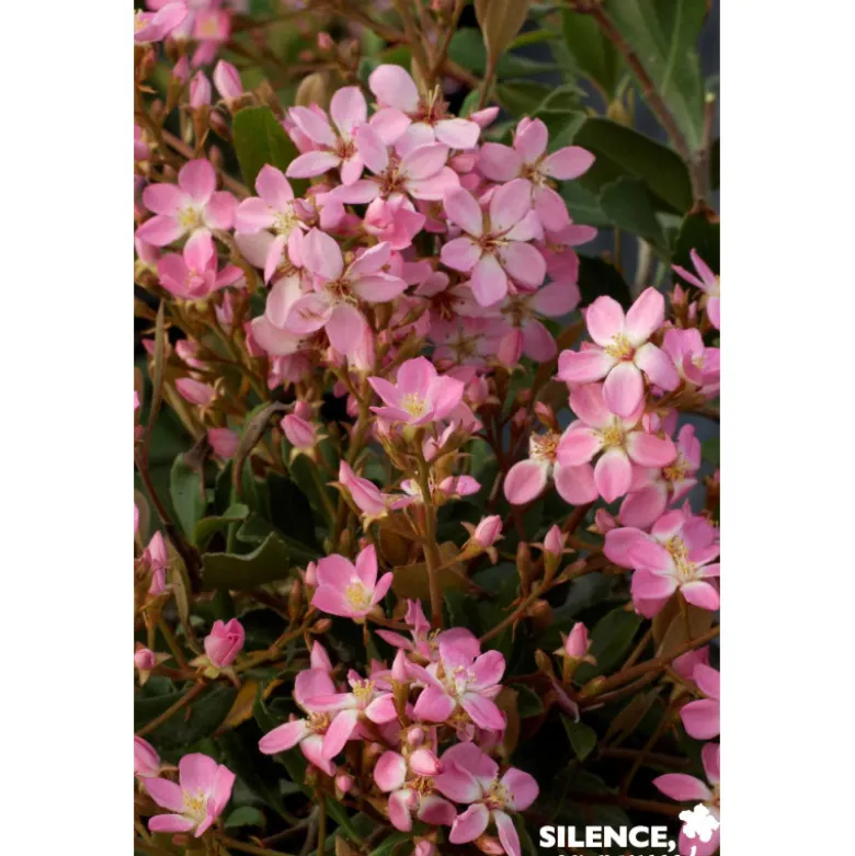 RHAPHIOLEPIS indica Springtime C4.5L - SILENCE ÇA POUSSE