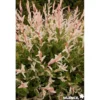 SALIX integra Hakuro Nishiki TFE C10L - SILENCE ÇA POUSSE