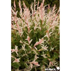 SALIX integra Hakuro Nishiki TFE C10L - SILENCE ÇA POUSSE