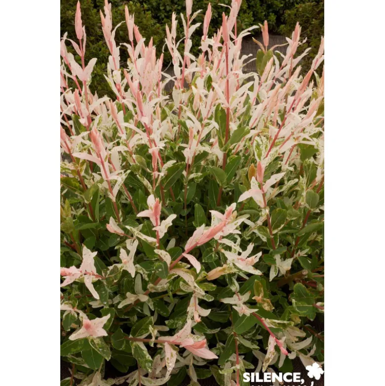 SALIX integra Hakuro Nishiki TFE C10L - SILENCE ÇA POUSSE