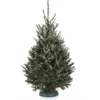 Sapin naturel coupé / pied percé "Abies Fraseri" 150-175 cm - GREEN CAP