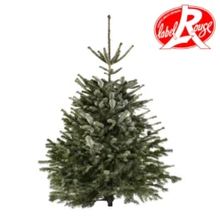 Sapin naturel coupé / pied percé "Abies Nordmann" 175/200 cm - LABEL ROUGE