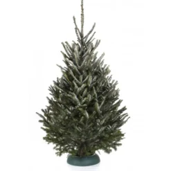 Sapin naturel coupé / pied percé "Abies Fraseri" 175-200 cm - GREEN CAP