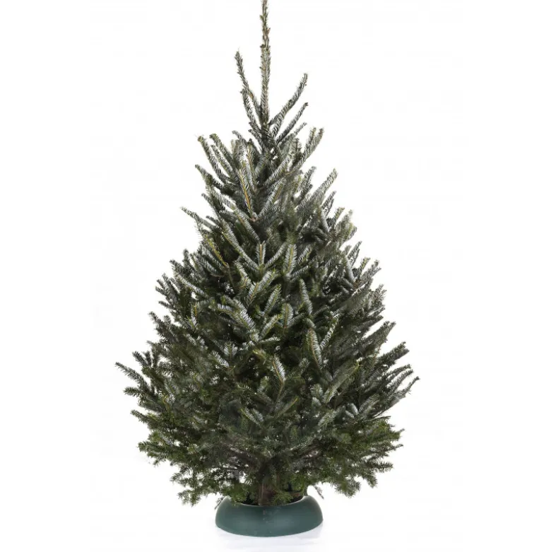 Sapin naturel coupé / pied percé "Abies Fraseri" 175-200 cm - GREEN CAP