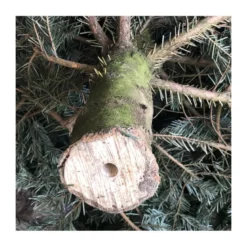 Sapin naturel coupé / pied percé "Abies Nordmann" 175/200 cm - GREEN CAP