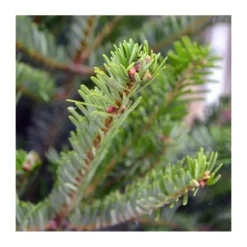Sapin naturel coupé / pied percé "Abies Nordmann" 250/300 cm - GREEN CAP