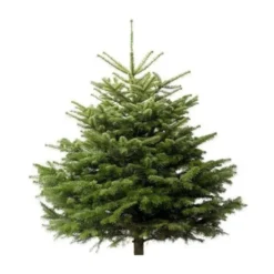 Sapin naturel coupé / pied percé "Abies Nordmann" 100/125 cm - GREEN CAP
