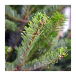 Sapin naturel coupé / pied percé "Abies Nordmann" 200/225 cm - GREEN CAP