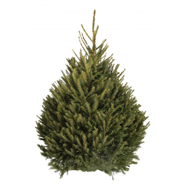 Sapin naturel coupé / pied percé "Epicea Excelsa" 80/100 cm - GREEN CAP