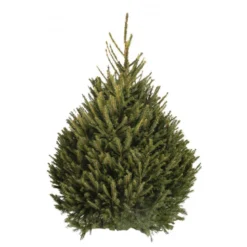 Sapin naturel coupé / pied percé "Epicea Excelsa" 100/150 cm - GREEN CAP
