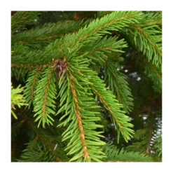 Sapin naturel en pot "Epicéa Excelsa" 125/150 cm - GREEN CAP