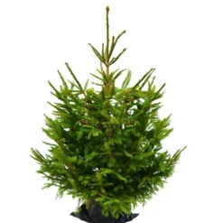 Sapin naturel en pot "Epicéa Excelsa" 125/150 cm - GREEN CAP
