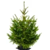 Sapin naturel en pot "Epicéa Excelsa" 100/125 cm - GREEN CAP