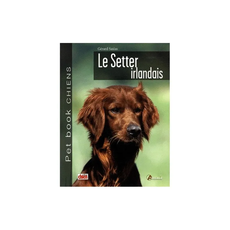 Setter Irlandais