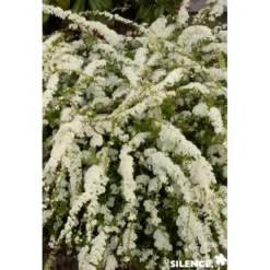 SPIRAEA arguta C4.5L - SILENCE ÇA POUSSE