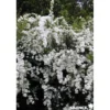 SPIRAEA vanhouttei C4.5L - SILENCE ÇA POUSSE
