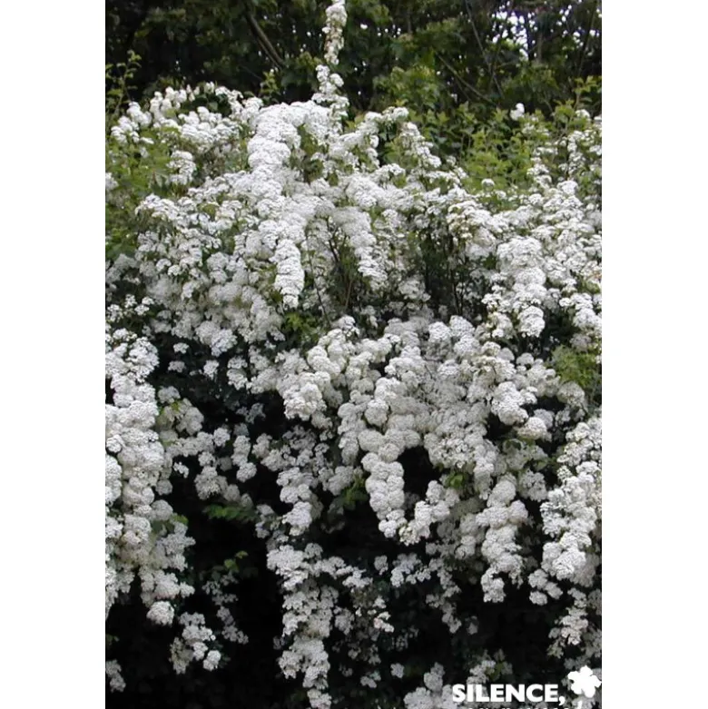 SPIRAEA vanhouttei C4.5L - SILENCE ÇA POUSSE