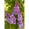 SYRINGA vulgaris Katherine Havemeyer 3/4BR 40/60 - SILENCE ÇA POUSSE