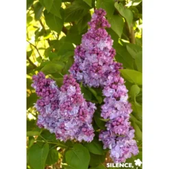 SYRINGA vulgaris Katherine Havemeyer TG H90 C10L - SILENCE ÇA POUSSE