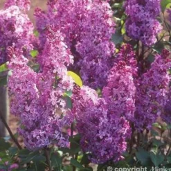 SYRINGA vulgaris Princesse Sturdza TFE C10L - SILENCE ÇA POUSSE