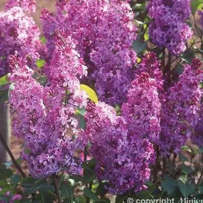 SYRINGA vulgaris Princesse Sturdza TFE C10L - SILENCE ÇA POUSSE