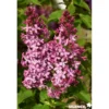 SYRINGA vulgaris Princesse Sturdza 3/4BR 40/60 C - SILENCE ÇA POUSSE