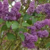 SYRINGA vulgaris Souvenir De Louis Spaeth 3/4BR- SILENCE ÇA POUSSE