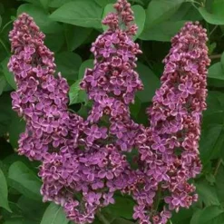 SYRINGA vulgaris Souvenir De Louis Spaeth 3/4BR- SILENCE ÇA POUSSE