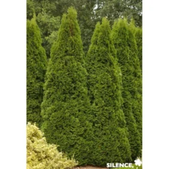 THUJA occidentalis Emeraude C15L - SILENCE ÇA POUSSE