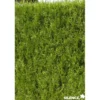 THUJA plicata Atrovirens 80/100 C7L - SILENCE ÇA POUSSE