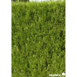 THUJA plicata Atrovirens 80/100 C7L - SILENCE ÇA POUSSE