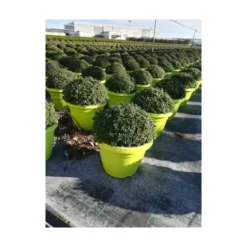 Thym citron touffe p25 - DELLA VALLE