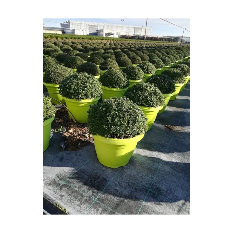 Thym citron touffe p25 - DELLA VALLE