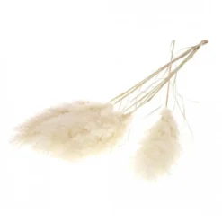 Tige de pampa séchée premium - NATURALYS