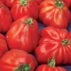 Tomate Bali - Barquette de 6