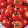 Tomate cerise - ø10cm