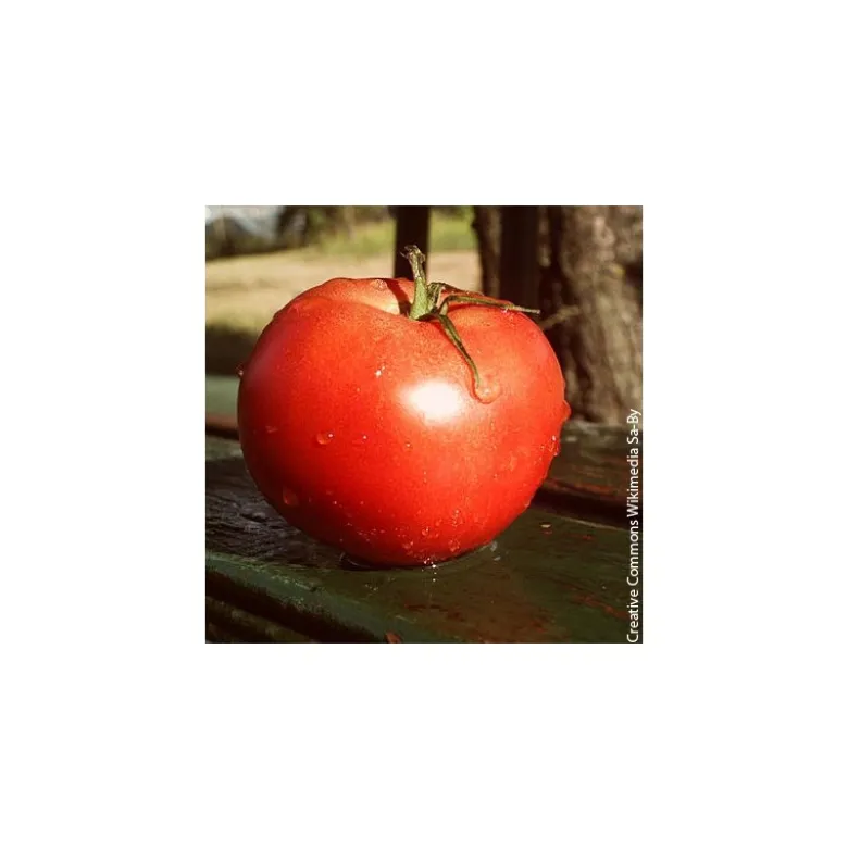 Tomate Montfavet - Barquette de 6
