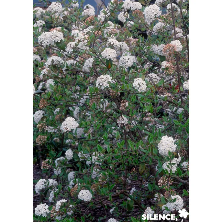 VIBURNUM burkwoodii C4.5L - SILENCE ÇA POUSSE