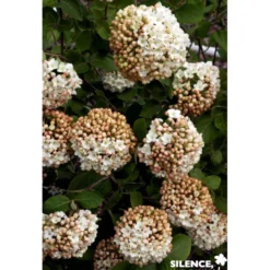 VIBURNUM carlcephalum TFE C4.5L - SILENCE ÇA POUSSE