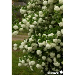 VIBURNUM opulus Roseum Vt TFE C4.5L - SILENCE ÇA POUSSE