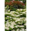 VIBURNUM plicatum Mariesii Great Star® C4.5L - SILENCE ÇA POUSSE
